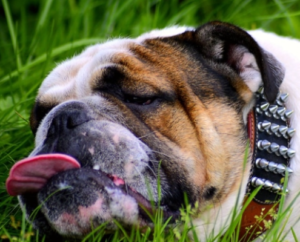 sleepy bulldog 